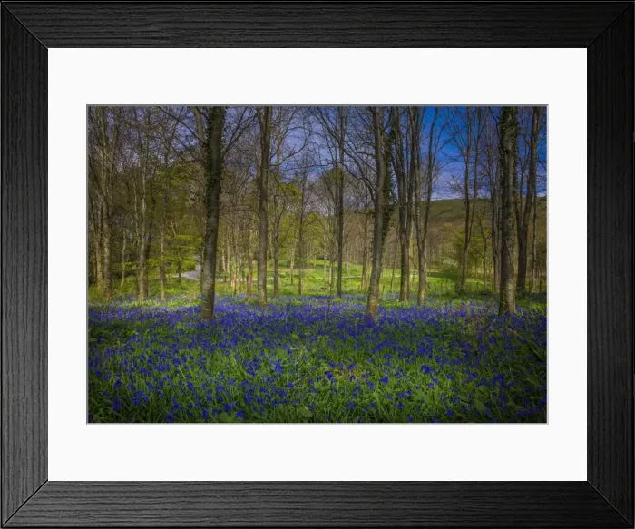 Framed Print : Magnificent display of spring bluebells at Hambleton hill, Dorset, England, United Kingdom