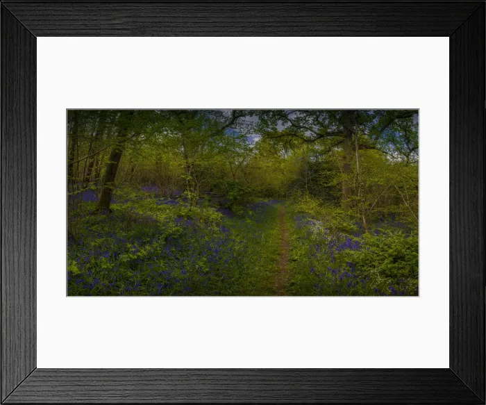Framed Print : Bluebells in the Spring at Badbury rings, Dorset, England, United Kingdom