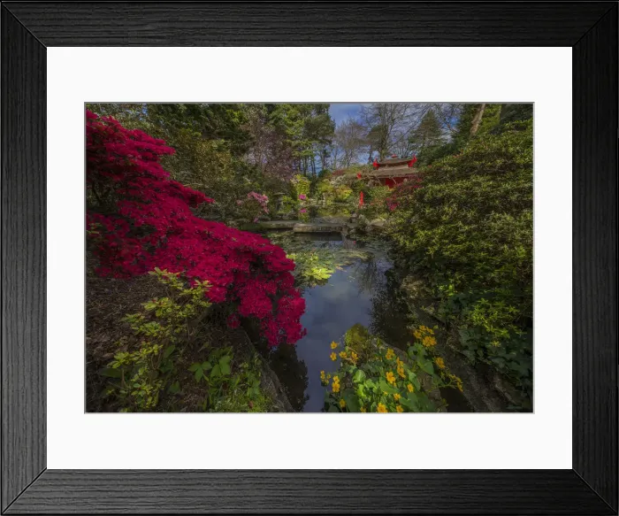 Framed Print : Beautiful spring blooms at the Compton Gardens, Dorset, England, United Kingdom