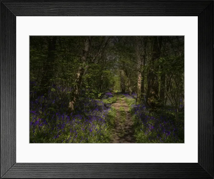 Framed Print : Bluebells in the Spring at Badbury rings, Dorset, England, United Kingdom Framed Print : Bluebells in the Spring at Badbury rings, Dorset, England, United Kingdom