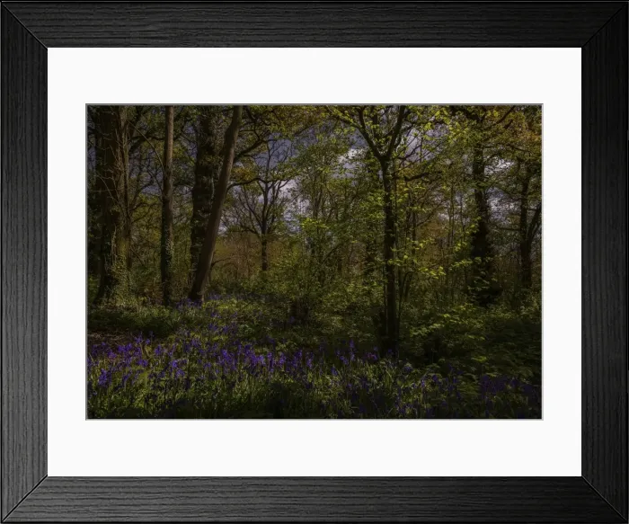Framed Print : Bluebells in the Spring at Badbury rings, Dorset, England, United Kingdom
