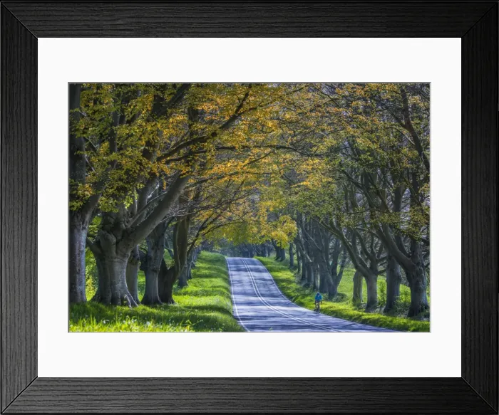 Framed Print : Avenue of Beech trees, Badbury rings, Dorset, England, United Kingdom