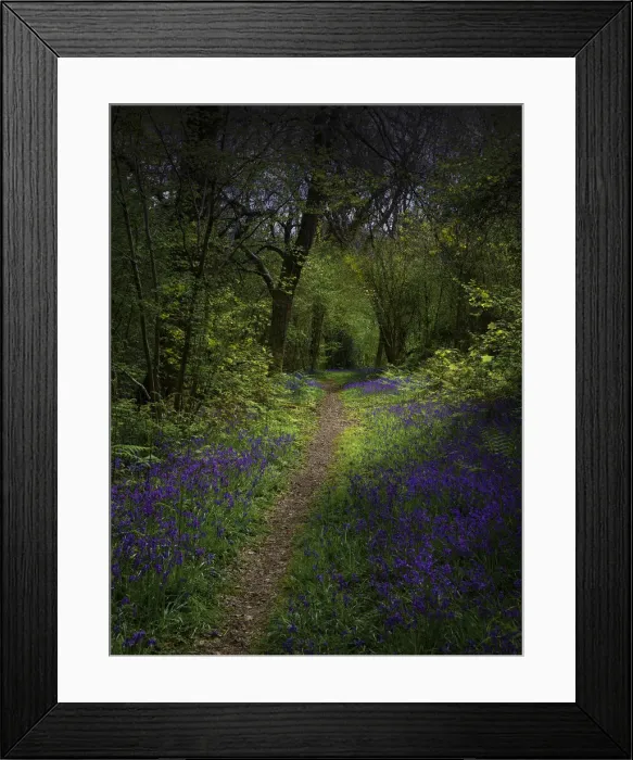 Framed Print : Bluebells in the Spring at Badbury rings, Dorset, England, United Kingdom Framed Print : Bluebells in the Spring at Badbury rings, Dorset, England, United Kingdom