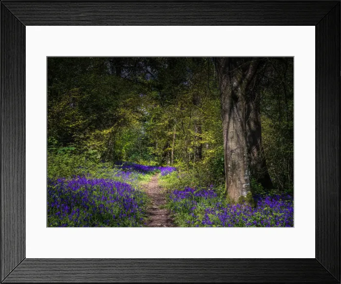 Framed Print : Bluebells in the Spring at Badbury rings, Dorset, England, United Kingdom