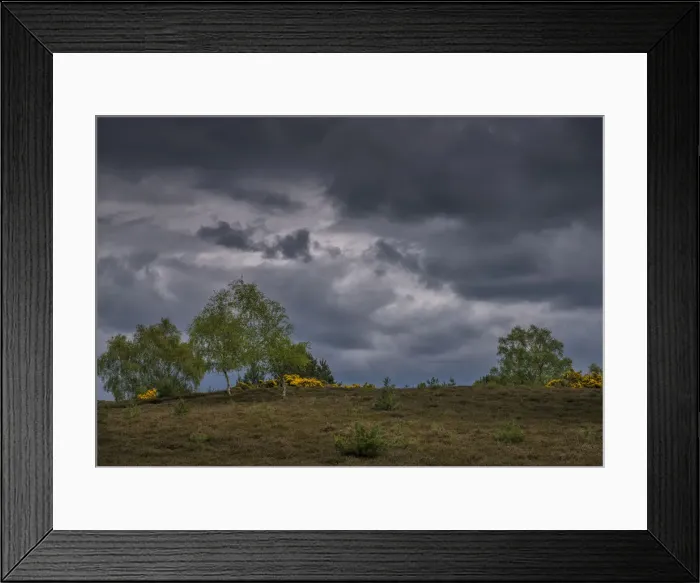 Framed Print : Wildlife and recreational reserve of Arne, the Isle of Purbeck, Dorset, England, United Kingdom Framed Print : Wildlife and recreational reserve of Arne, the Isle of Purbeck, Dorset, England, United Kingdom