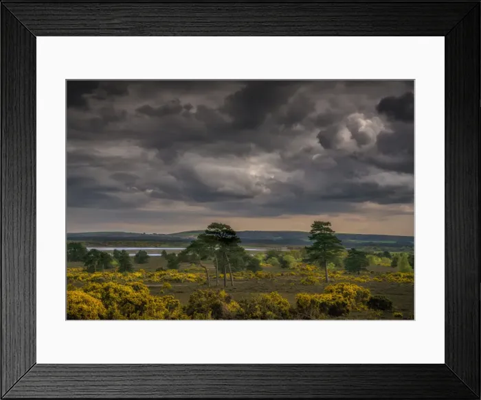 Framed Print : Wildlife and recreational reserve of Arne, the Isle of Purbeck, Dorset, England, United Kingdom Framed Print : Wildlife and recreational reserve of Arne, the Isle of Purbeck, Dorset, England, United Kingdom