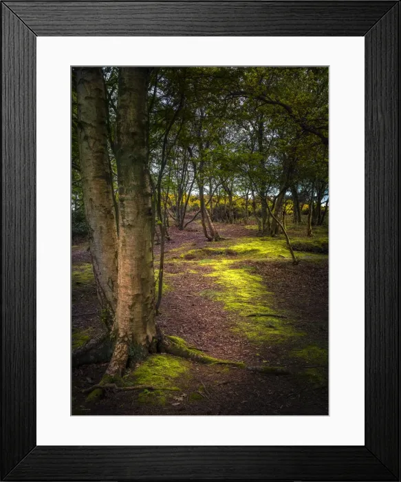 Framed Print : Wildlife and recreational reserve of Arne, the Isle of Purbeck, Dorset, England, United Kingdom Framed Print : Wildlife and recreational reserve of Arne, the Isle of Purbeck, Dorset, England, United Kingdom