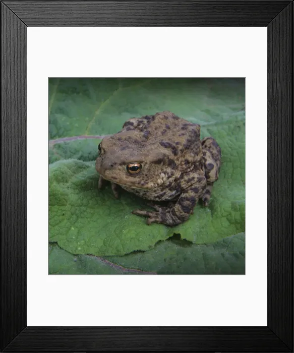 Framed Print : Common toad, Dorset, England, United Kingdom