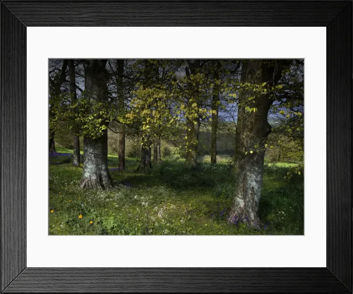 Framed Print : The countryside near the village of Alton Pancras, in the spring, Dorset, England, United Kingdom Framed Print : The countryside near the village of Alton Pancras, in the spring, Dorset, England, United Kingdom