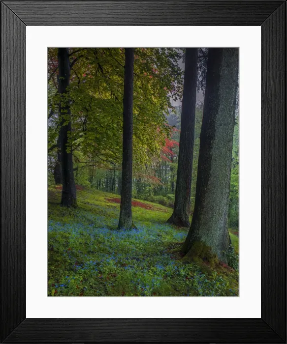 Framed Print : Spring-time in the forests near the city of Linz, Upper Austria Framed Print : Spring-time in the forests near the city of Linz, Upper Austria