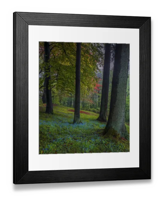Framed Print : Spring-time in the forests near the city of Linz, Upper Austria