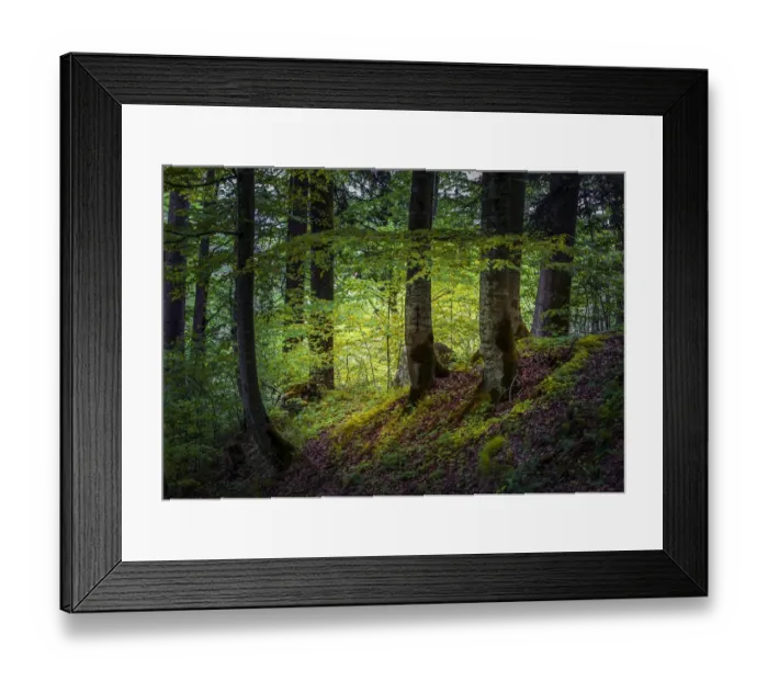 Framed Print : Woodlands, Neuschwantein, Bavaria, Germany Framed Print : Woodlands, Neuschwantein, Bavaria, Germany