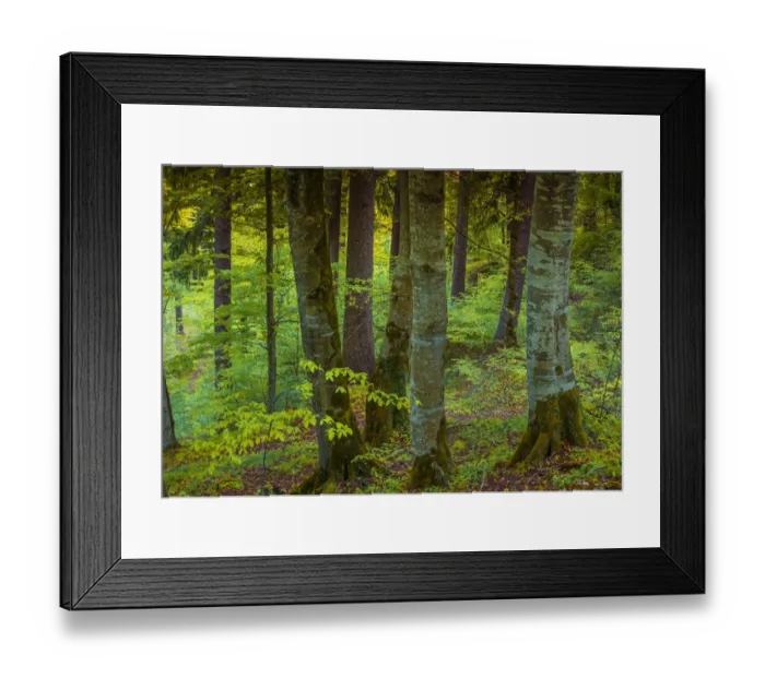 Framed Print : Woodlands, Neuschwantein, Bavaria, Germany