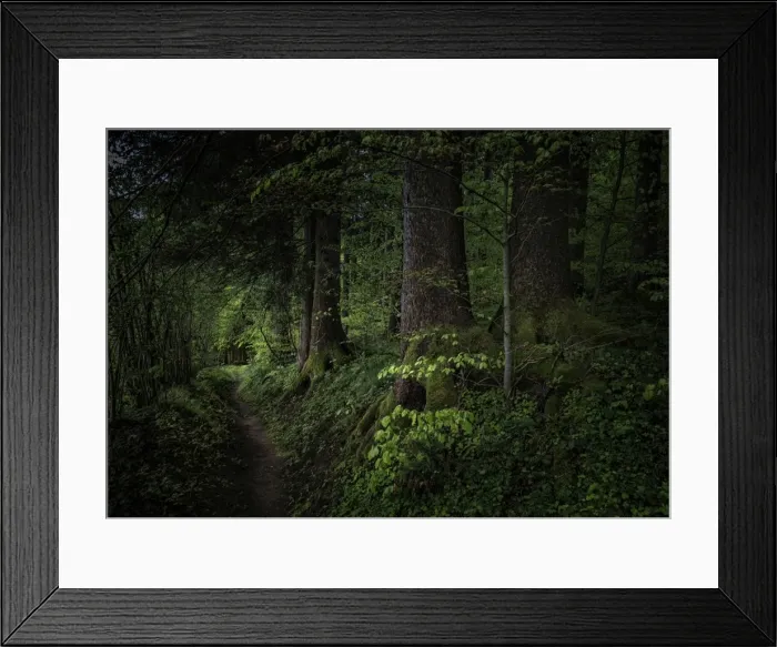 Framed Print : Forest walk in the Admont Valley in spring, central Austria