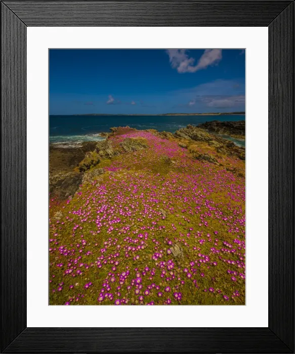 Framed Print : Summer blooms of Pig-face at Seal Bay, King Island, Bass Strait Tasmania, Australia Framed Print : Summer blooms of Pig-face at Seal Bay, King Island, Bass Strait Tasmania, Australia