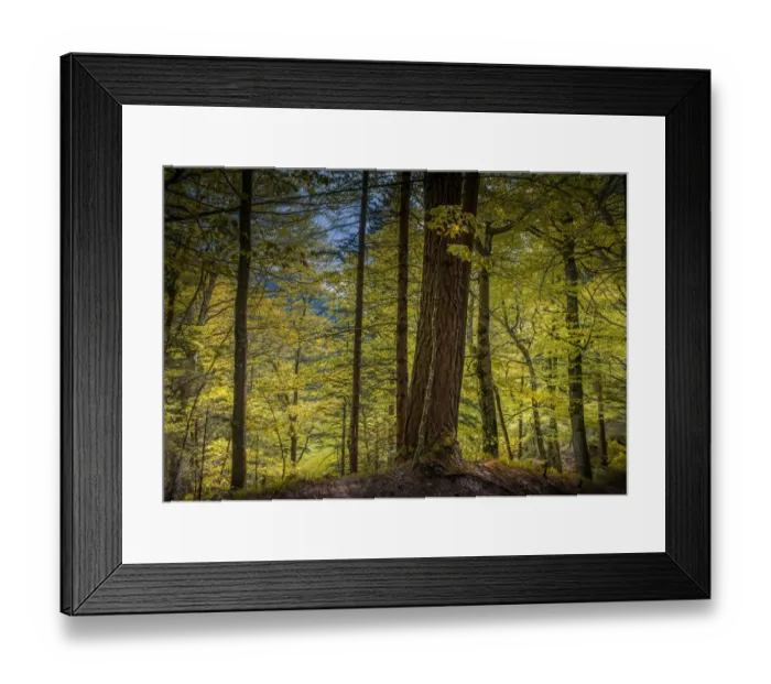 Framed Print : Woodlands, Neuschwantein, Bavaria, Germany Framed Print : Woodlands, Neuschwantein, Bavaria, Germany