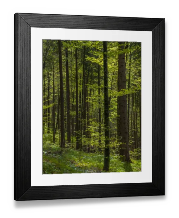 Framed Print : Woodlands, Neuschwantein, Bavaria, Germany Framed Print : Woodlands, Neuschwantein, Bavaria, Germany