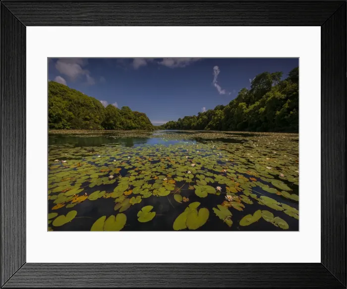 Framed Print : Lilly ponds near Stackpole, Pembrokeshire, Wales, United Kingdom Framed Print : Lilly ponds near Stackpole, Pembrokeshire, Wales, United Kingdom