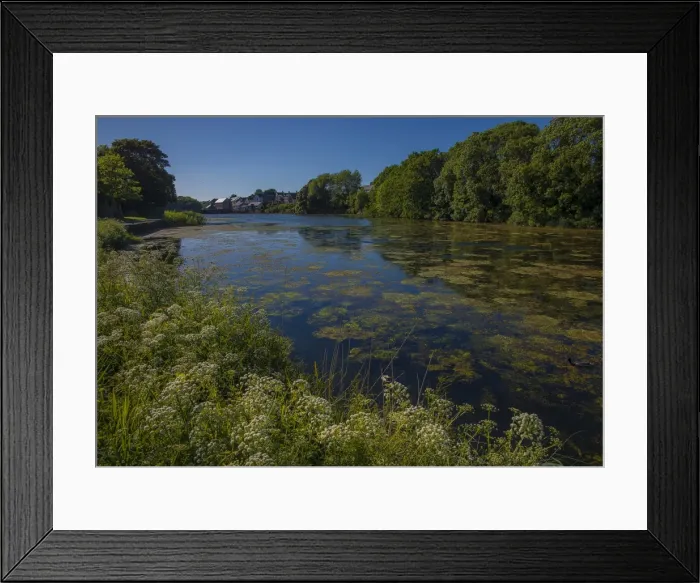 Framed Print : Lilly ponds near Stackpole, Pembrokeshire, Wales, United Kingdom Framed Print : Lilly ponds near Stackpole, Pembrokeshire, Wales, United Kingdom