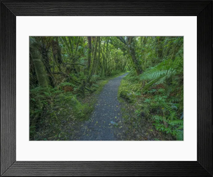 Framed Print : Rainforest on the west coast of the south island near Fox glacier, New Zealand