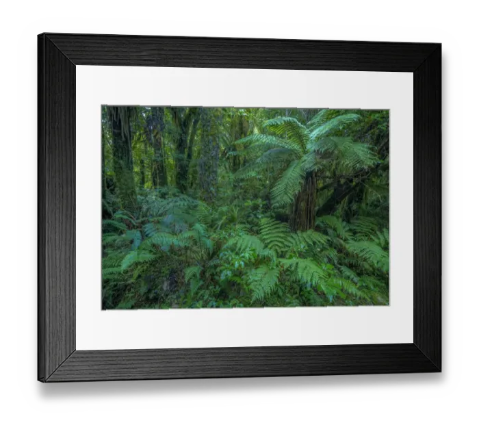 Framed Print : West coast near Fox glacier, pristine rainforest, south Island, New Zealand Framed Print : West coast near Fox glacier, pristine rainforest, south Island, New Zealand