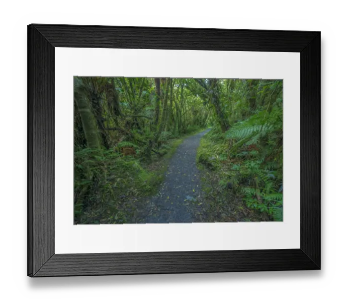Framed Print : West coast near Fox glacier, pristine rainforest, south Island, New Zealand Framed Print : West coast near Fox glacier, pristine rainforest, south Island, New Zealand