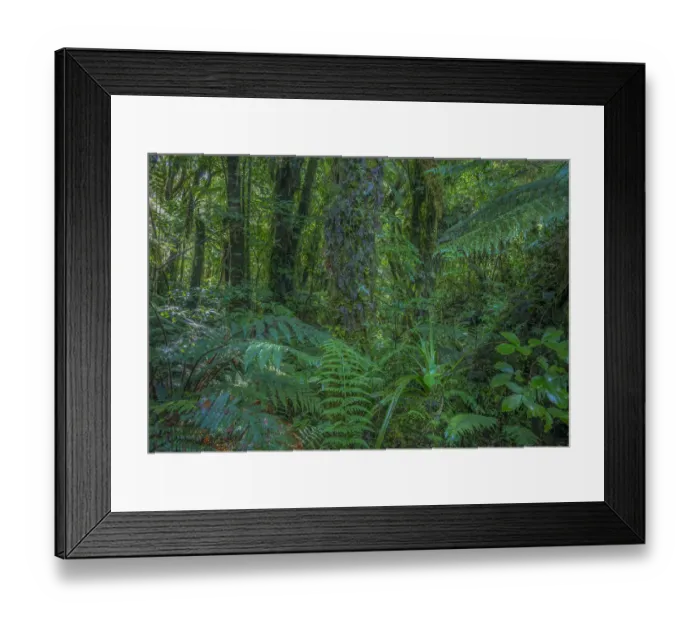 Framed Print : West coast near Fox glacier, pristine rainforest, south Island, New Zealand Framed Print : West coast near Fox glacier, pristine rainforest, south Island, New Zealand