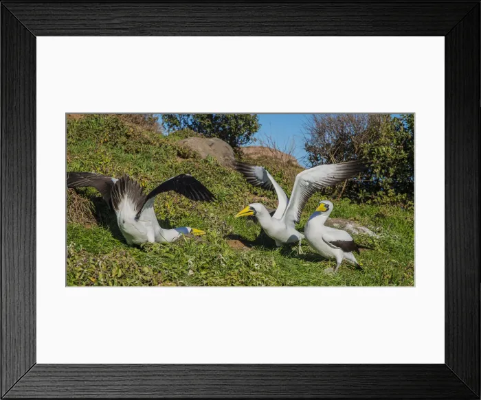 Framed Print : Masked Boobies, Phillip Island, off Norfolk Island, south pacific ocean