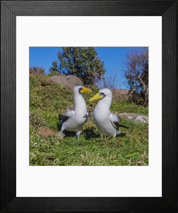 Framed Print : Masked Boobies, Phillip Island, off Norfolk Island, south pacific ocean