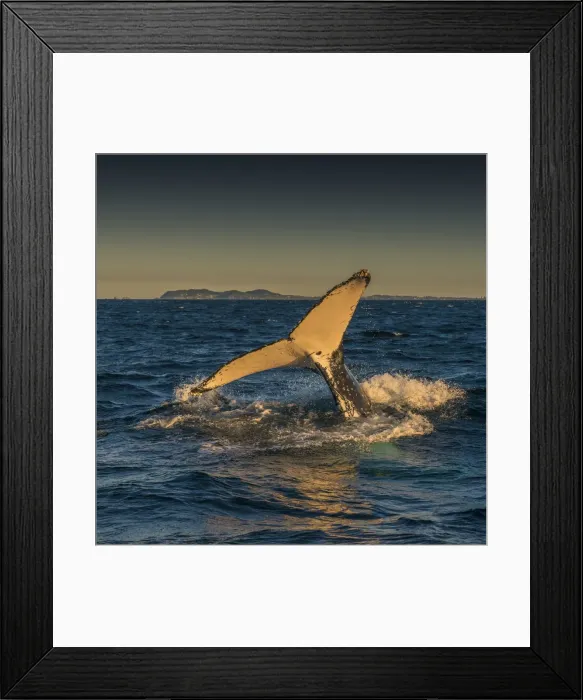 Framed Print : Young Adolescent male Humpback Whales off the coastline of New South Wales near