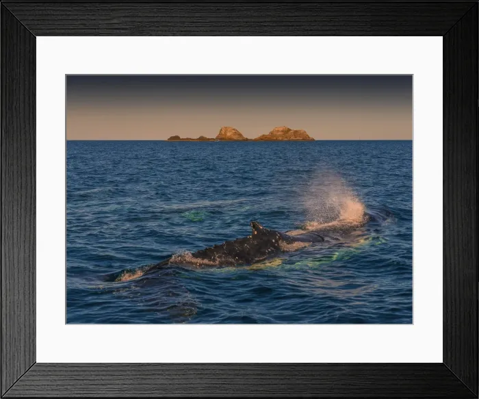 Framed Print : Young Adolescent male Humpback Whales off the coastline of New South Wales near Byron Bay, Australia Framed Print : Young Adolescent male Humpback Whales off the coastline of New South Wales near Byron Bay, Australia