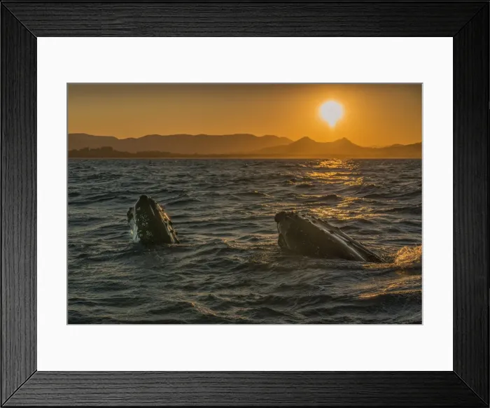 Framed Print : Young Adolescent males Humpback Whales off the coastline of New South Wales near Byron Bay, Australia
