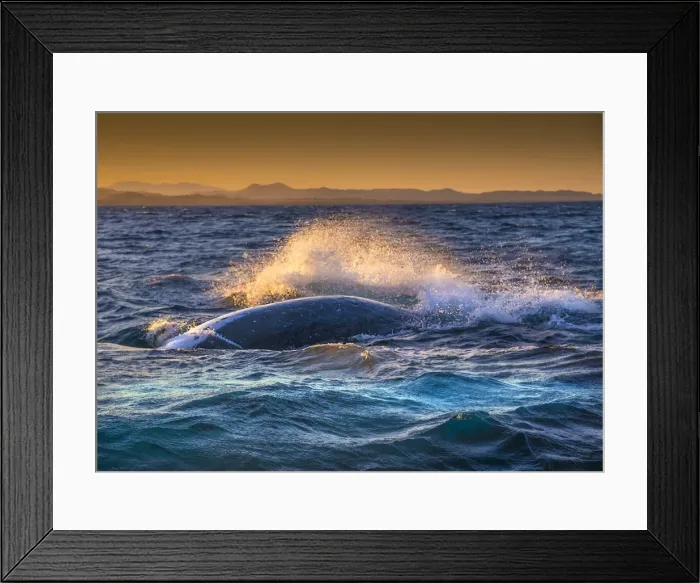 Framed Print : Young Adolescent male Humpback Whales off the coastline of New South Wales near Byron Bay, Australia Framed Print : Young Adolescent male Humpback Whales off the coastline of New South Wales near Byron Bay, Australia