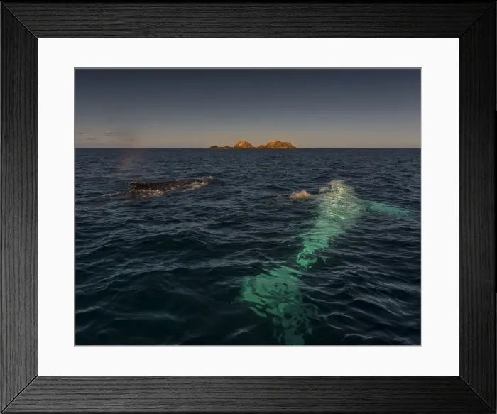 Framed Print : Young Adolescent males Humpback Whales off the coastline of New South Wales near Byron Bay, Australia