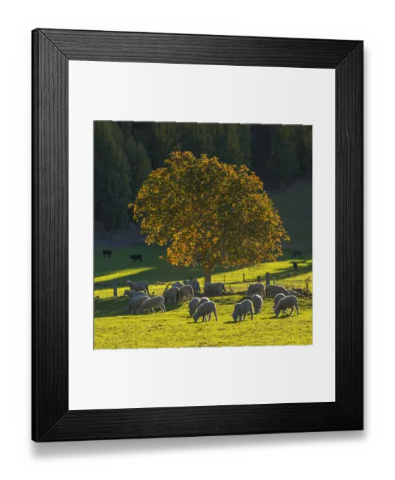 Framed Print : Autumn colours around Glendhu bay