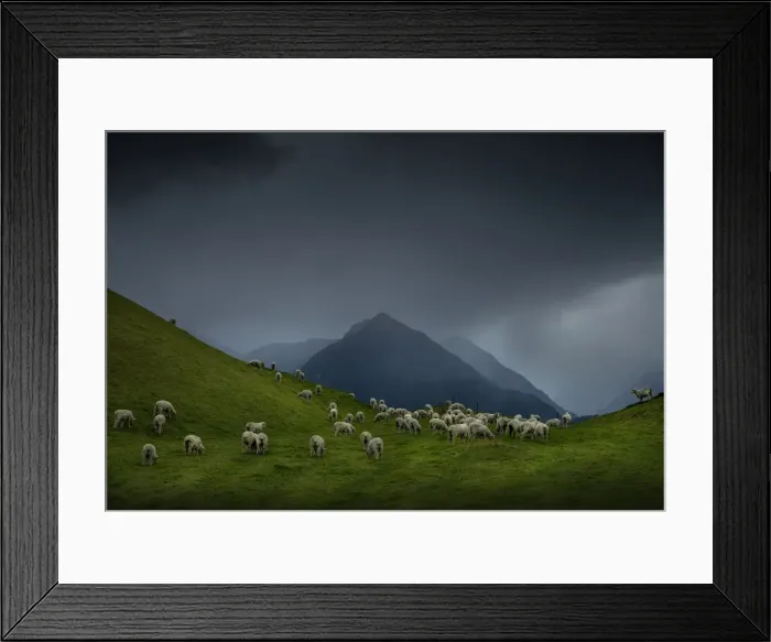 Framed Print : Sheep farming at Glenorchy, South Island of New Zealand Framed Print : Sheep farming at Glenorchy, South Island of New Zealand