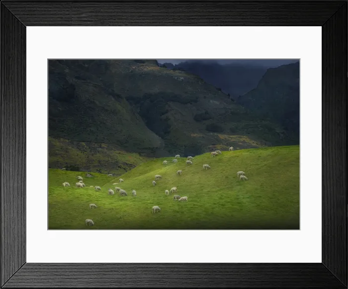 Framed Print : Sheep farming at Glenorchy, South Island of New Zealand