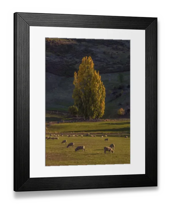 Framed Print : Autumn colours around Glendhu bay, near lake Wanaka, South Island of New Zealand