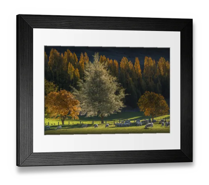 Framed Print : Autumn colours around Glendhu bay, near lake Wanaka, South Island of New Zealand