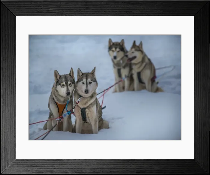 Framed Print : Siberian Huskies in a dog sled team, Lassbyn, Lapland, Sweden
