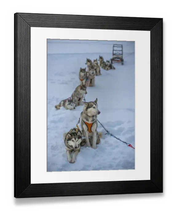 Framed Print : Siberian Huskies in a dog sled team, Lassbyn, Lapland, Sweden Framed Print : Siberian Huskies in a dog sled team, Lassbyn, Lapland, Sweden