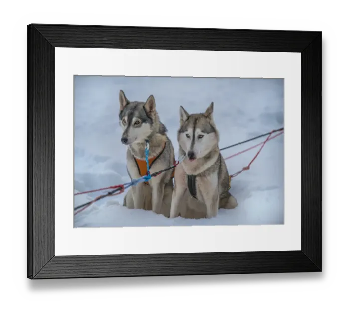Framed Print : Siberian Huskies in a dog sled team, Lassbyn, Lapland, Sweden Framed Print : Siberian Huskies in a dog sled team, Lassbyn, Lapland, Sweden