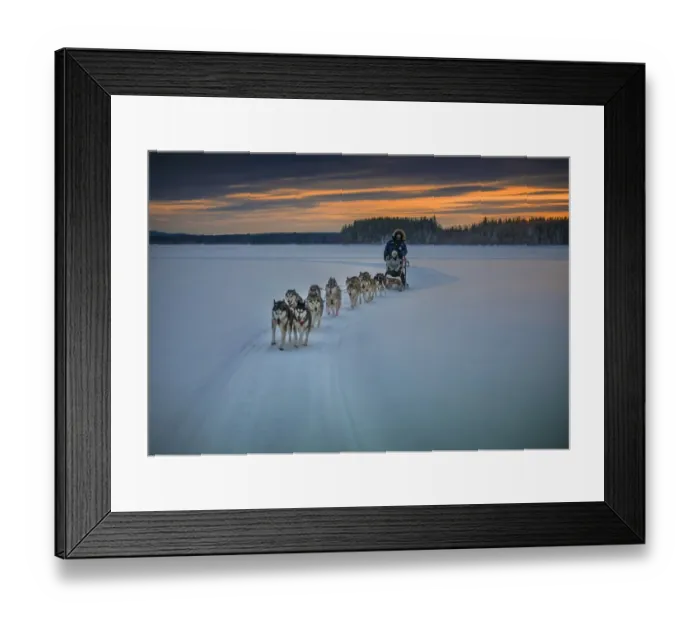 Framed Print : Siberian Huskies in a dog sled team at Lassbyn, Lapland, Sweden Framed Print : Siberian Huskies in a dog sled team at Lassbyn, Lapland, Sweden