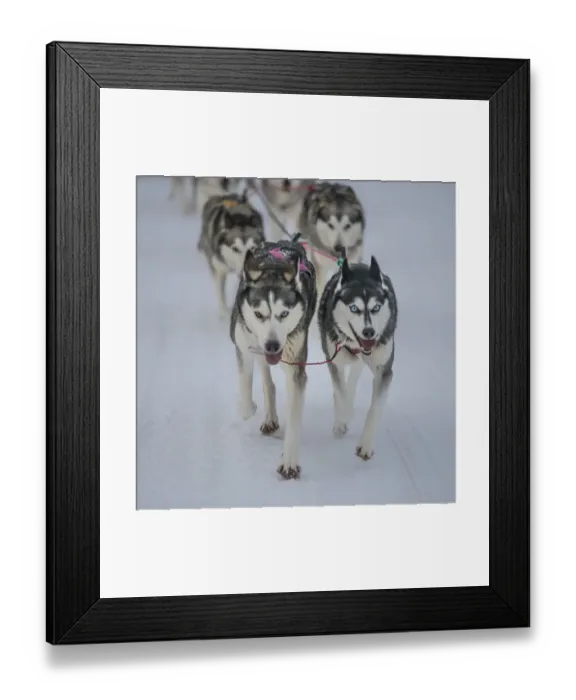 Framed Print : Siberian Huskies in a dog sled team, Lassbyn, Lapland, Sweden Framed Print : Siberian Huskies in a dog sled team, Lassbyn, Lapland, Sweden