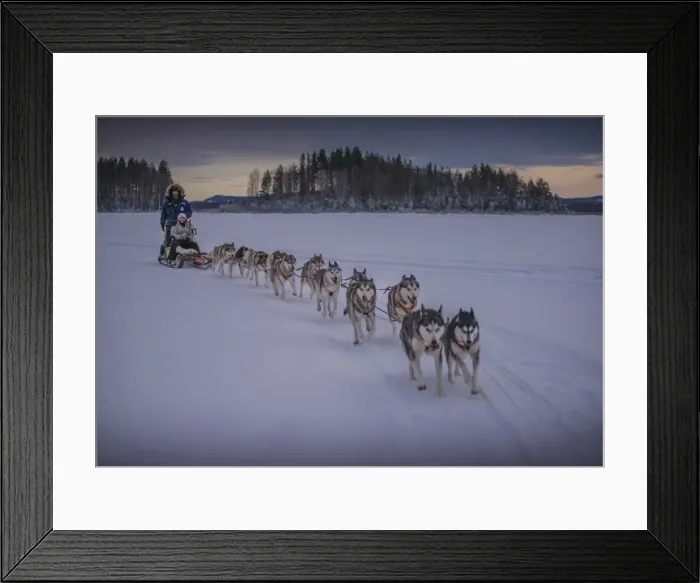 Framed Print : Siberian Huskies in a dog sled team at Lassbyn, Lapland, Sweden