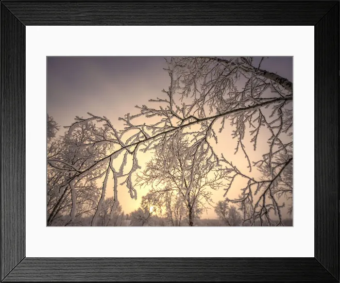 Framed Print : Winter glow and iced over branches near Abisko, Lapland, Sweden