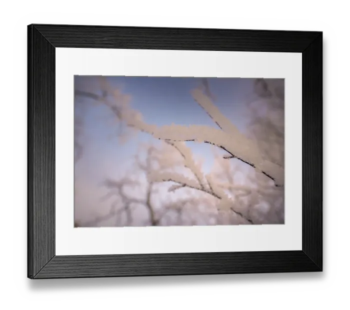 Framed Print : Winter glow and iced over branches near Abisko, Lapland, Sweden