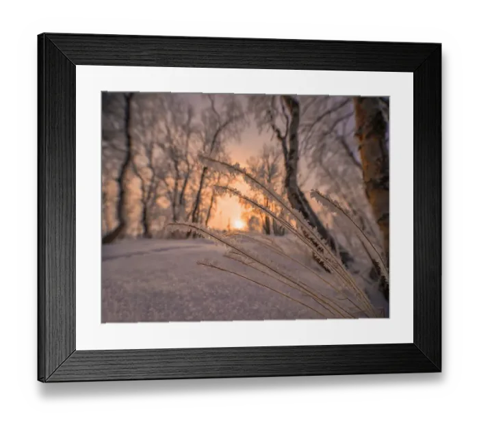 Framed Print : Winter glow and iced over branches near Abisko, Lapland, Sweden