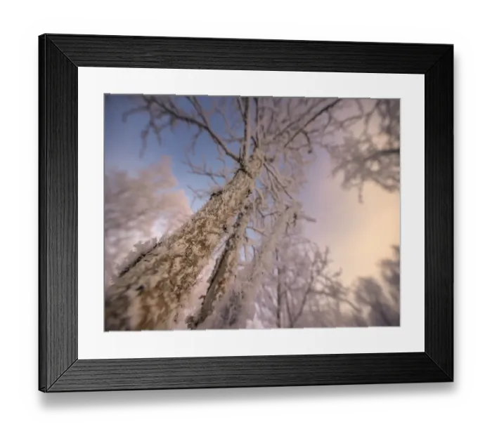 Framed Print : Winter glow and iced over branches near Abisko, Lapland, Sweden