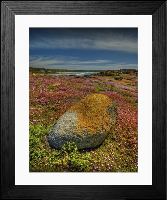 Framed Print : Spring Wildflower Blooms including coastal Pig-face, King Island, Bass Strait, Tasmania, Australia Framed Print : Spring Wildflower Blooms including coastal Pig-face, King Island, Bass Strait, Tasmania, Australia